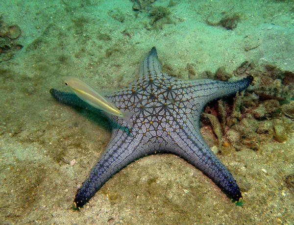 Hvězdice Sea Star Asteroidea Thajský Záliv Pattaya — Stock fotografie