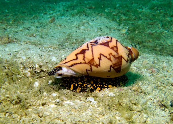 Kabuklu Deniz Hayvanı Conidae Yumuşakça Tayland Körfezi Pattaya - Stok İmaj