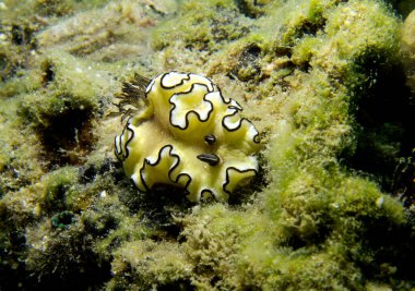 Glossodoris Atromarginata, Çıplak Dal. Tayland Körfezi, Pattaya.