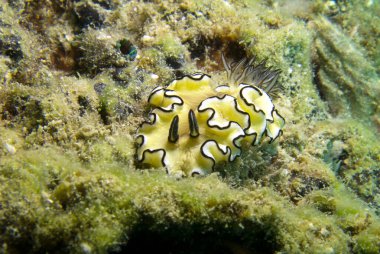 Glossodoris Atromarginata, Çıplak Dal. Tayland Körfezi, Pattaya.