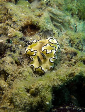 Glossodoris Atromarginata, Çıplak Dal. Tayland Körfezi, Pattaya.