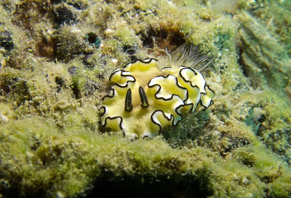 Glossodoris Atromarginata Nudibranch Gulf Thailand Pattaya — Stock Photo, Image