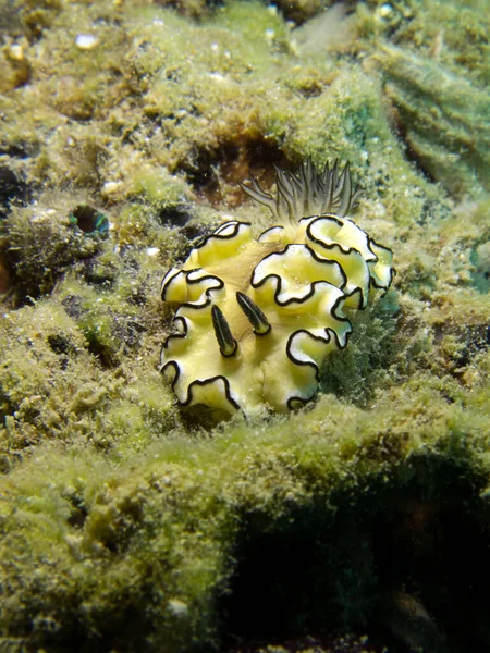 Glossodoris Atromarginata Nudibranch 타이만 파타야 — 스톡 사진
