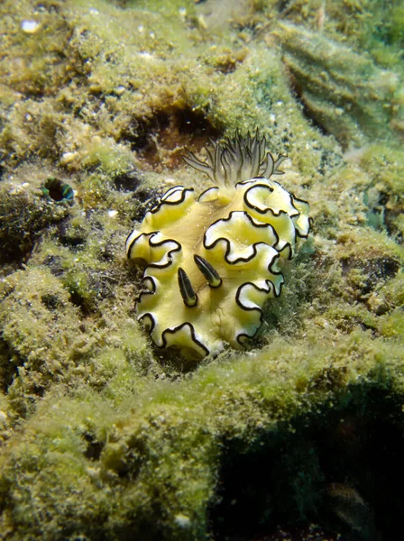 Glossodoris Atromarginata Nacktschnecke Golf Von Thailand Pattaya — Stockfoto