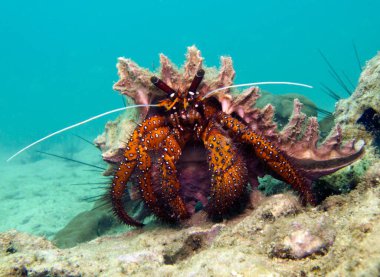 Ermiş Yengeç, Kanser Keşişi, Paguroidea. Tayland Körfezi, Pattaya.