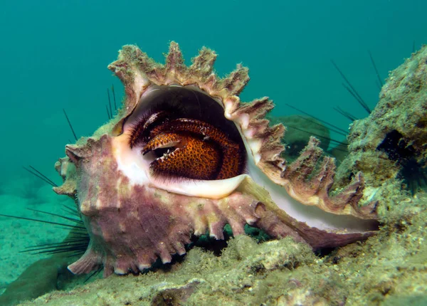 Hermit Crab Cancer Hermit Paguroidea Golfo Thailandia Pattaya — Foto Stock