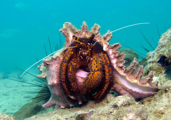 Hermit Crab Cancer Hermit Paguroidea Таїландська Затока Паттая — стокове фото