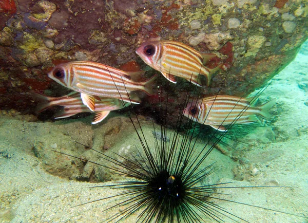 Sarı Asker Balığı, Myripristis Clarionensis. Tayland Körfezi, Pattaya.