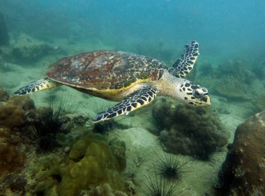 Şahin gagalı Kaplumbağa, Eretmochelys imbricata. Tayland Körfezi, Pattaya.