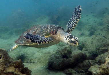 Şahin gagalı Kaplumbağa, Eretmochelys imbricata. Tayland Körfezi, Pattaya.