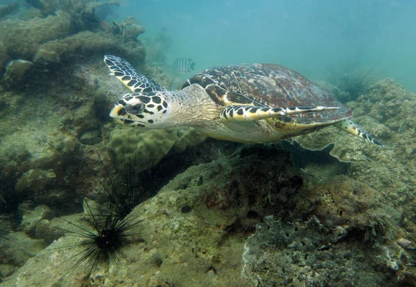 Şahin gagalı Kaplumbağa, Eretmochelys imbricata. Tayland Körfezi, Pattaya.