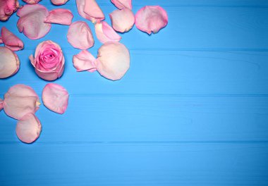 Mavi ahşap arka planda pembe gül yaprakları