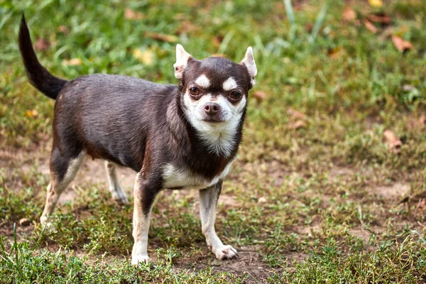 Malý Chihuahua pes s vážným výrazem — Stock fotografie