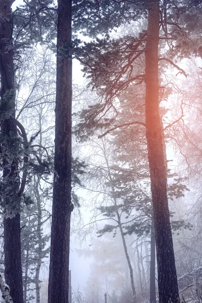 Prachtige vroege ochtend in het mistige bos — Stockfoto