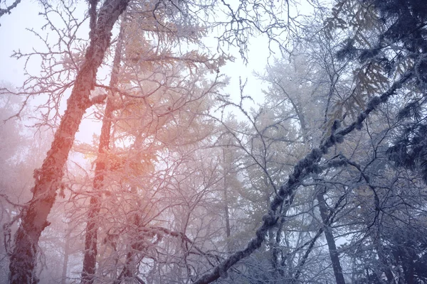 Prachtige vroege ochtend in het mistige bos — Stockfoto