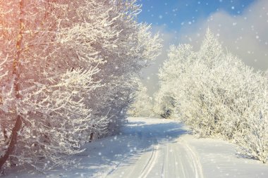 Soğuk sabah, kabarık kar kaplı ağaçlar