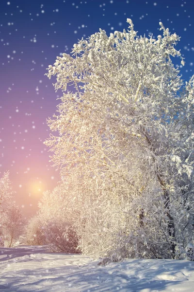 Морозний ранок, пухнастий сніг вкрив дерева — стокове фото