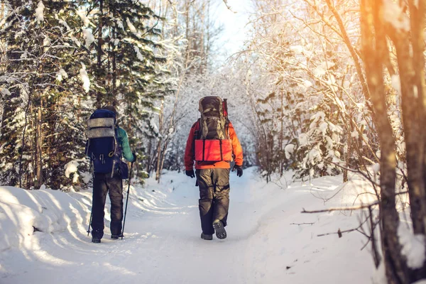 Tourists hikers walking on a snowy road among the trees — Stock Photo, Image