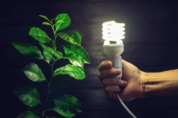 Hand holding light bulb next to the green tree