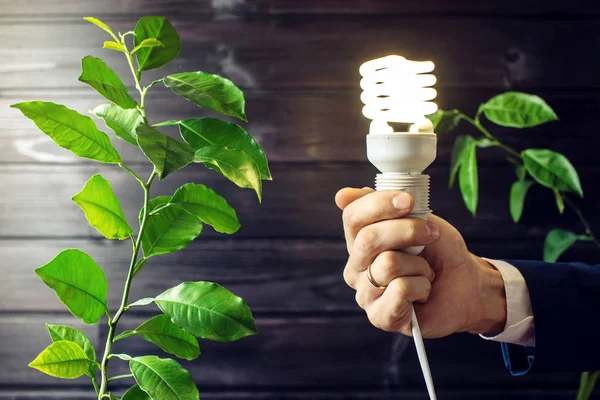 Bombilla de mano junto al árbol verde — Foto de Stock