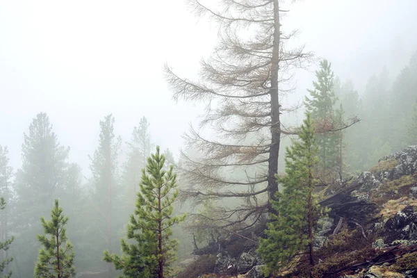 Pine Tree in een groen bos in mist, magische en griezelige sfeer — Stockfoto