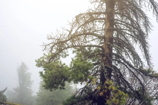 Pine Tree in een groen bos in mist, magische en griezelige sfeer — Stockfoto