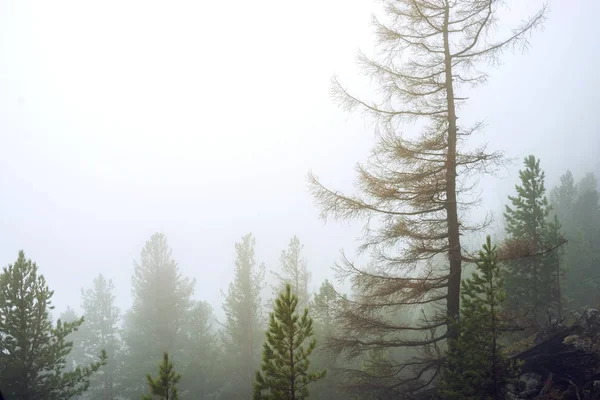 Pine Tree in een groen bos in mist, magische en griezelige sfeer — Stockfoto
