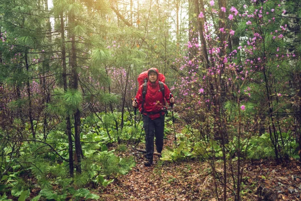 Escursionista turistico viaggia nel verde della foresta montana nella nebbia con lo zaino rosso in caso di pioggia — Foto Stock