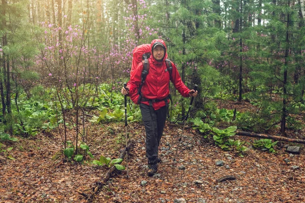 Turista excursionista viaja al verde bosque de montaña en la niebla con la mochila roja en tiempo lluvioso — Foto de Stock
