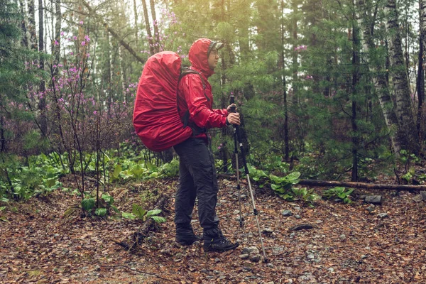 Caminhante turista viaja para a floresta de montanha verde no nevoeiro com a mochila vermelha em tempo chuvoso — Fotografia de Stock