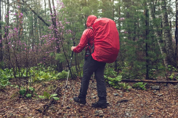 비오는 날씨에 빨간 배낭 안개에 녹색 산 숲에 등산객 관광 여행 — 스톡 사진