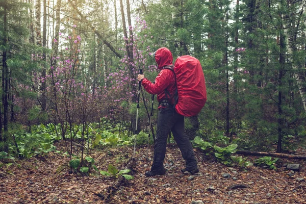 Turista excursionista viaja al verde bosque de montaña en la niebla con la mochila roja en tiempo lluvioso —  Fotos de Stock