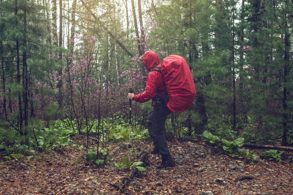 Turistické tramp cestuje do zelené horský Les v mlze s červeným batohem v deštivém počasí — Stock fotografie