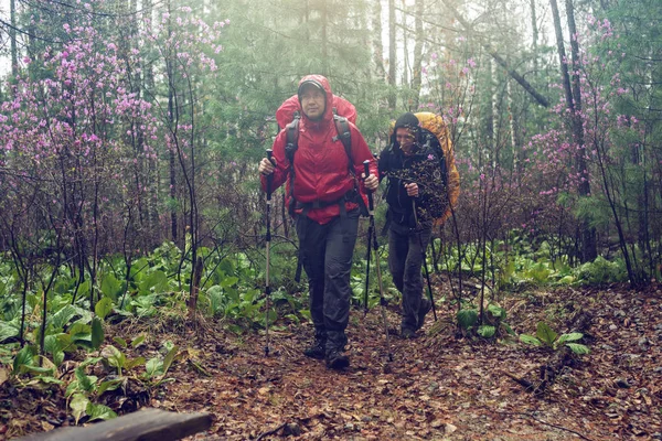 hikers tourists travels to green mountain forest in the fog with the red backpack in rainy weather