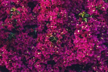 Çiçek açan Bougainvillea çiçek yeşil bir bahçe içinde güzel arka plan