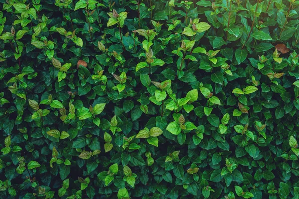 Fundo interessante de folhas verdes brilhantes na primavera com luz bonita. O conceito de ecologia — Fotografia de Stock