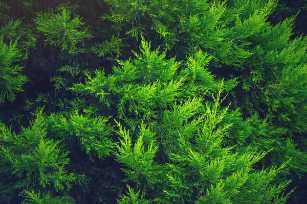 Fundo interessante de folhas verdes brilhantes da planta thuja na primavera com luz bonita. Conceito de ecologia — Fotografia de Stock