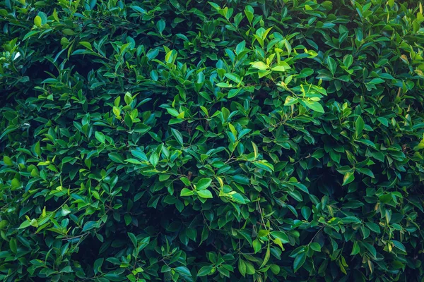Интересный фон из ярко-зеленых листьев весной с прекрасным освещением. Концепция экологии — стоковое фото