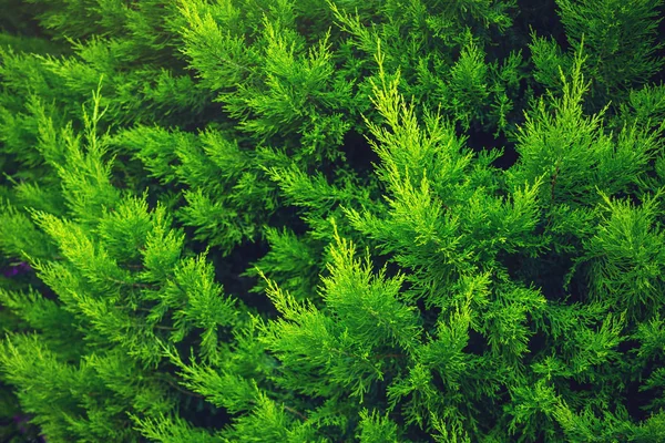Цікавий фон яскраво-зеленого листя рослини туї навесні з красивим світлом. Концепція екології — стокове фото