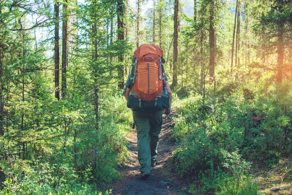 Homem ativo saudável com mochila caminhadas na bela floresta de montanha no verão ao sol — Fotografia de Stock