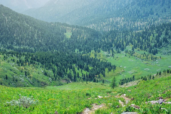 霧の中の緑の森に覆われた山谷のパノラマ — ストック写真