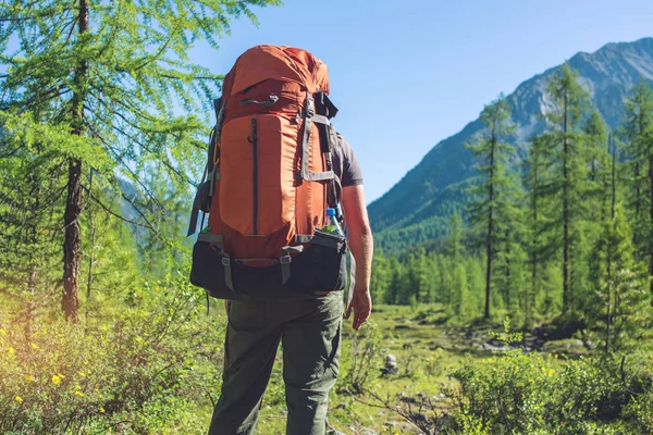 Hombre sano activo con mochila senderismo en el hermoso bosque de montaña en el verano en el sol — Foto de Stock