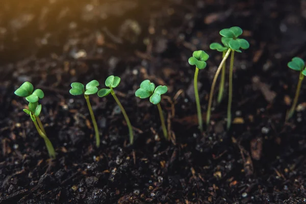 Las Primeras Hojas Plantas Verdes Que Levantan Tierra Fértil Concepto —  Fotos de Stock