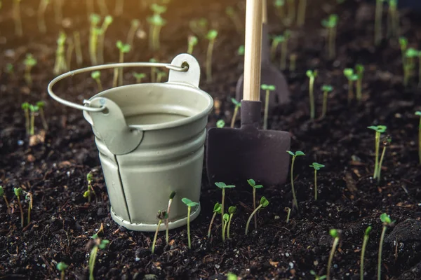 Las Primeras Hojas Plantas Verdes Que Levantan Tierra Fértil Concepto —  Fotos de Stock