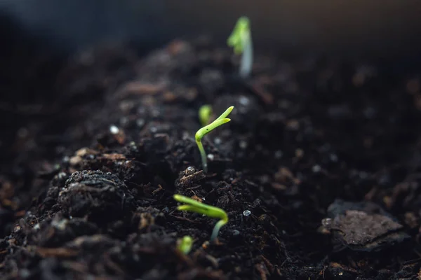 Las Primeras Hojas Plantas Verdes Que Levantan Tierra Fértil Concepto — Foto de Stock