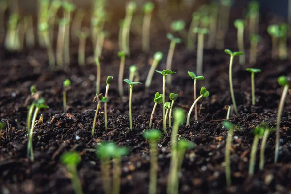 Les Premières Feuilles Plantes Vertes Qui Lèvent Dans Terre Fertile — Photo