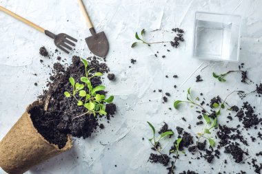 Zemin ve Brüksel lahanası yeşil ile pota beton zemin üzerine çiçek bitkiler. Büyüyen ve ev bahçe kavramı.