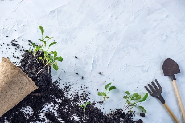 Maceta con tierra y brotes de plantas verdes flores sobre fondo de hormigón. Concepto de cultivo y jardinería en casa . —  Fotos de Stock