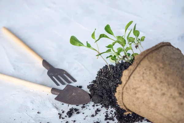 Maceta con tierra y brotes de plantas verdes flores sobre fondo de hormigón. Concepto de cultivo y jardinería en casa . —  Fotos de Stock