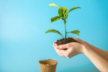 Filiz mavi arka plan üzerinde insan elinde toprak içinde yeni yeşil ağaç. Çevre koruma kavramı. Dünya günü